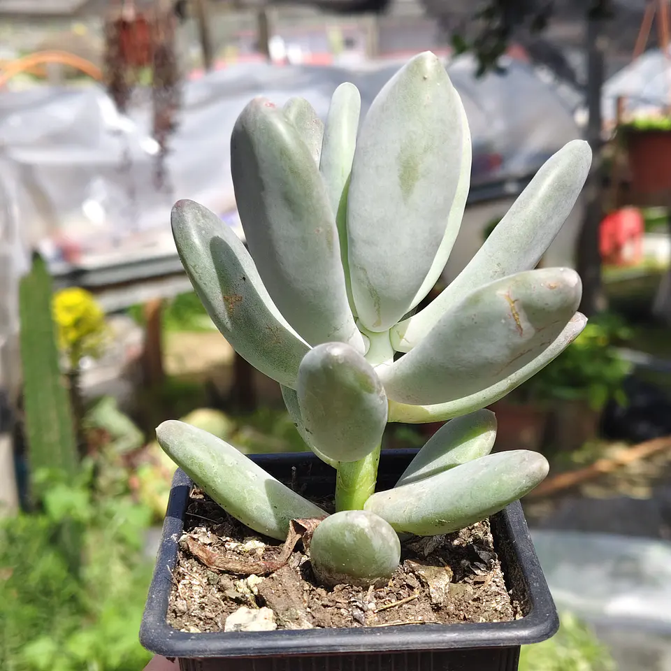 Pachyphytum Glatinicaule 3