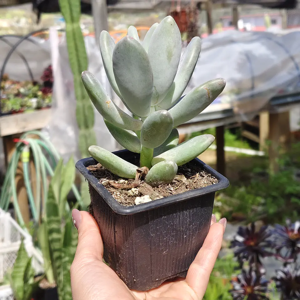 Pachyphytum Glatinicaule 1