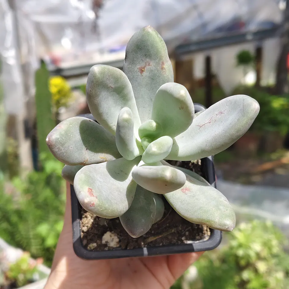 Pachyphytum Glatinicaule 2