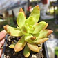 Sedum Adolphii - Miniatura 1