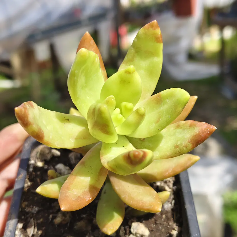 Sedum Adolphii 1