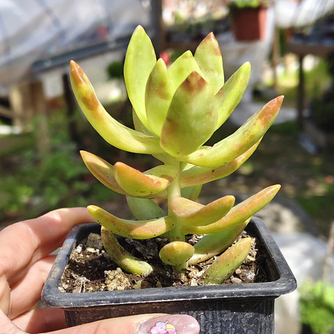 Sedum Adolphii