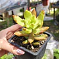 Sedum Adolphii - Miniatura 4