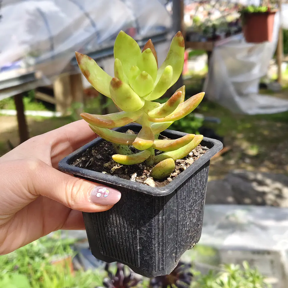 Sedum Adolphii 3
