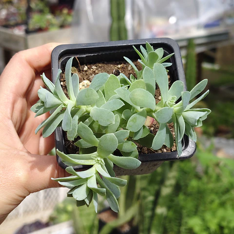 Sedum Palmeri 
