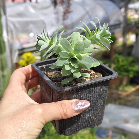 Sedum Palmeri 