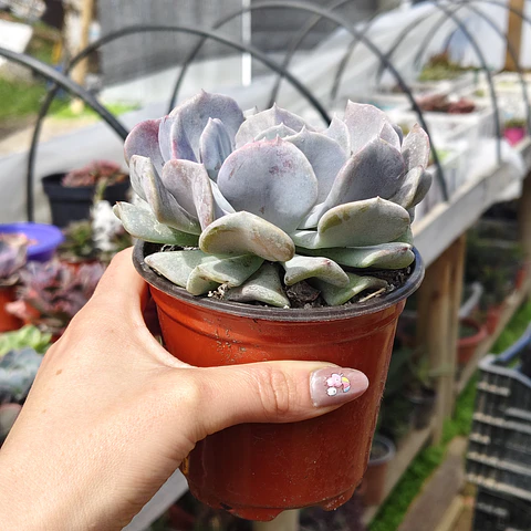 Echeveria Cubic Frost