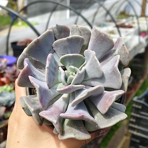 Echeveria Cubic Frost