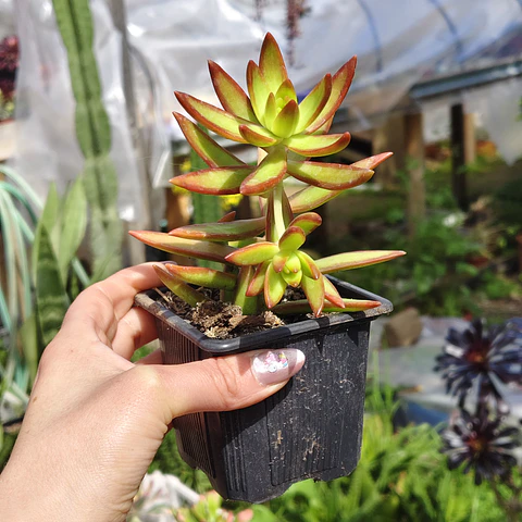 Sedum Adolphii "Firestorm"