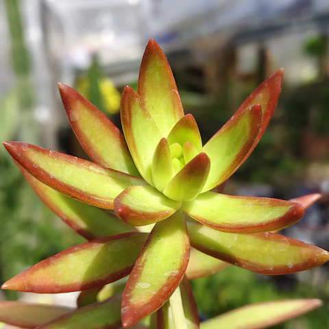 Sedum Adolphii "Firestorm"