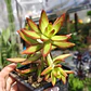 Sedum Adolphii 