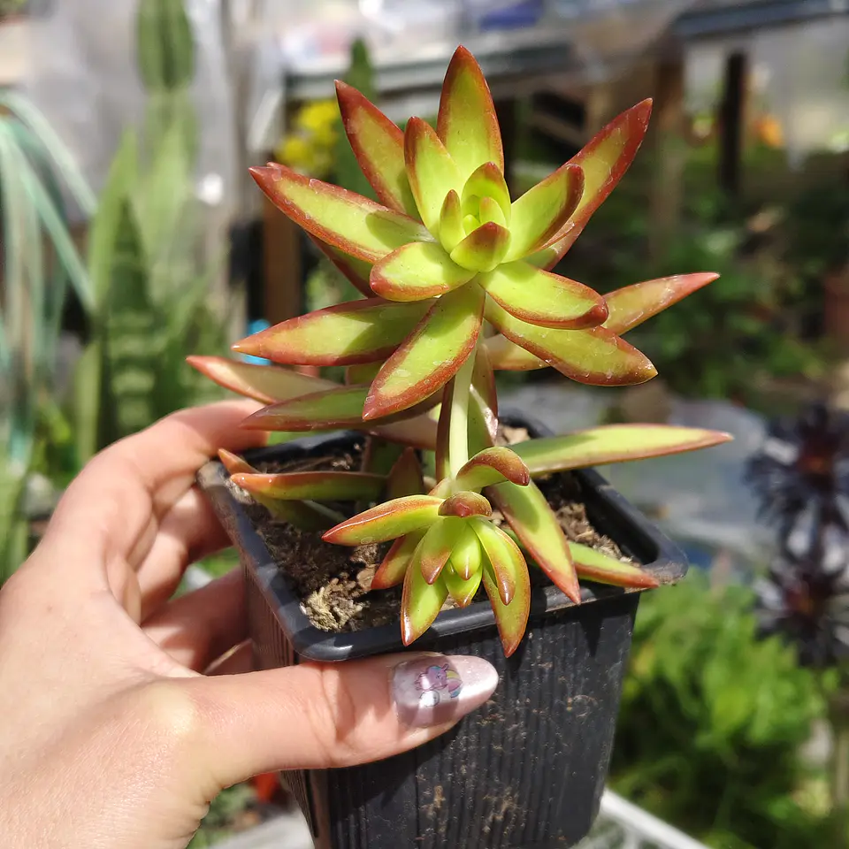 Sedum Adolphii 