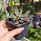 Echeveria Nodulosa - Miniatura 4