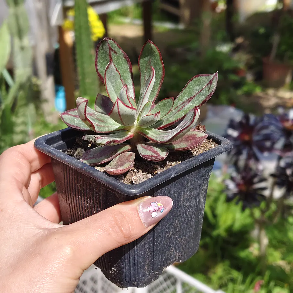 Echeveria Nodulosa 4
