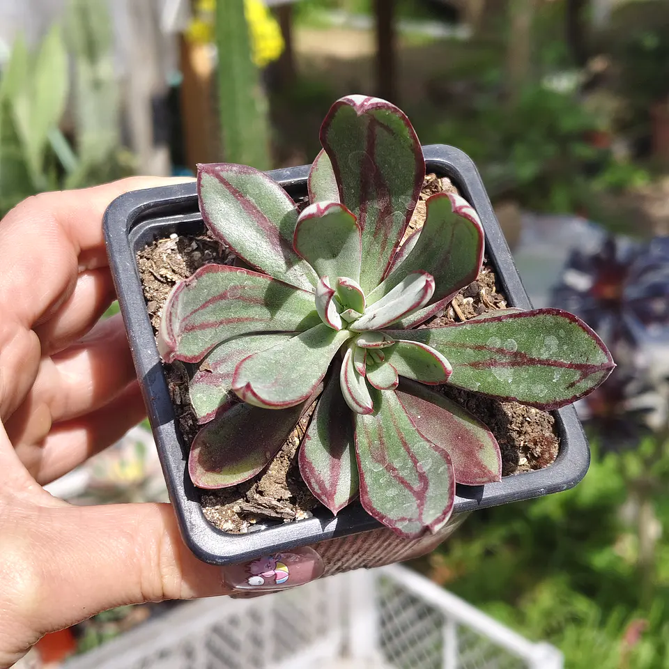 Echeveria Nodulosa 5