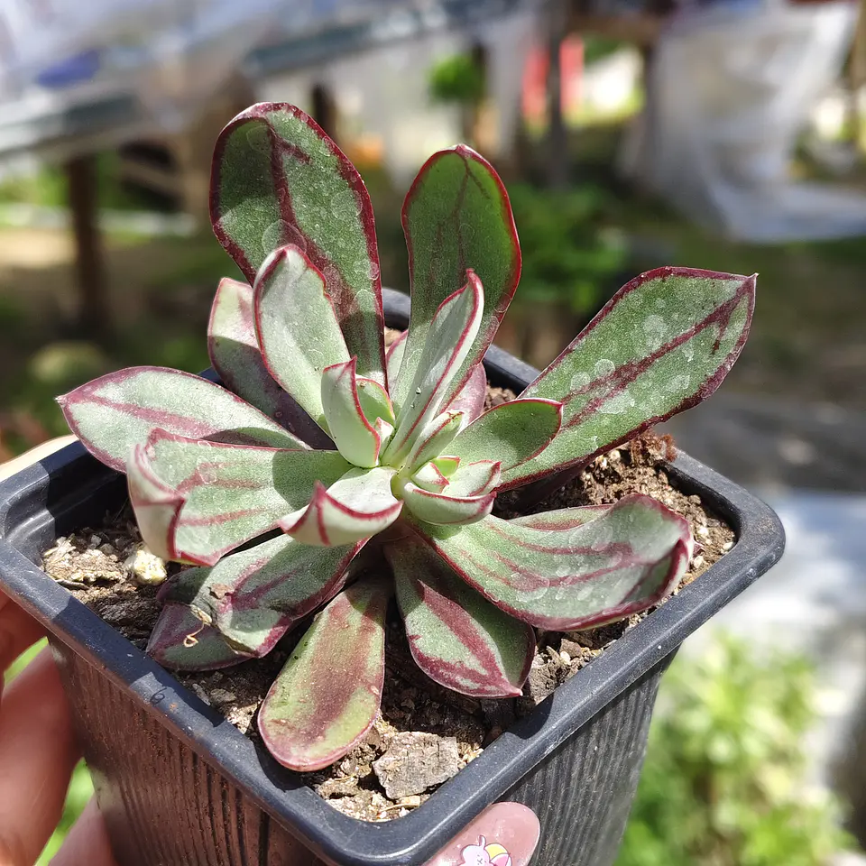 Echeveria Nodulosa 6