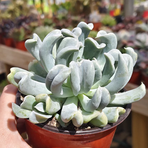 Echeveria Runyonii "Topsy Turby"