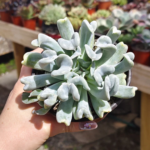 Echeveria Runyonii "Topsy Turby"