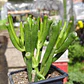 Cotyledon Companulata  - Miniatura 3