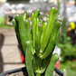 Cotyledon Companulata  - Miniatura 2