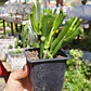 Cotyledon Companulata  - Miniatura 1