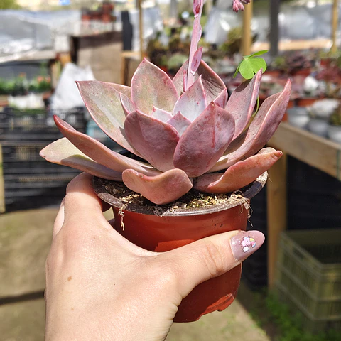 Graptoveria Duglas Huth
