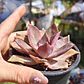 Graptoveria Duglas Huth - Miniatura 4