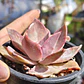 Graptoveria Duglas Huth - Miniatura 5