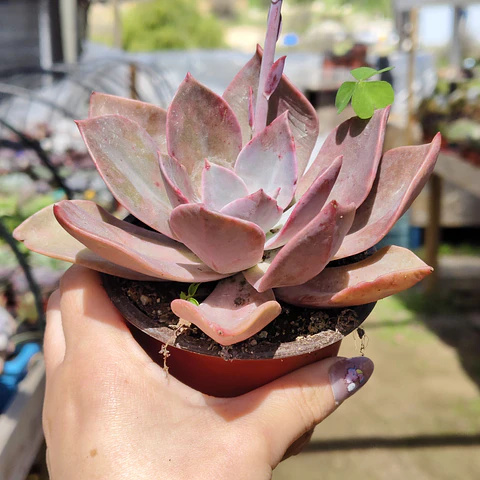 Graptoveria Duglas Huth