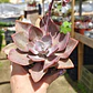 Graptoveria Duglas Huth - Miniatura 3