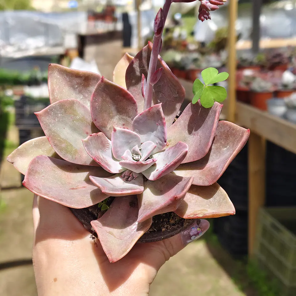 Graptoveria Duglas Huth 3