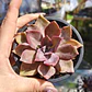 Graptoveria Duglas Huth - Miniatura 6