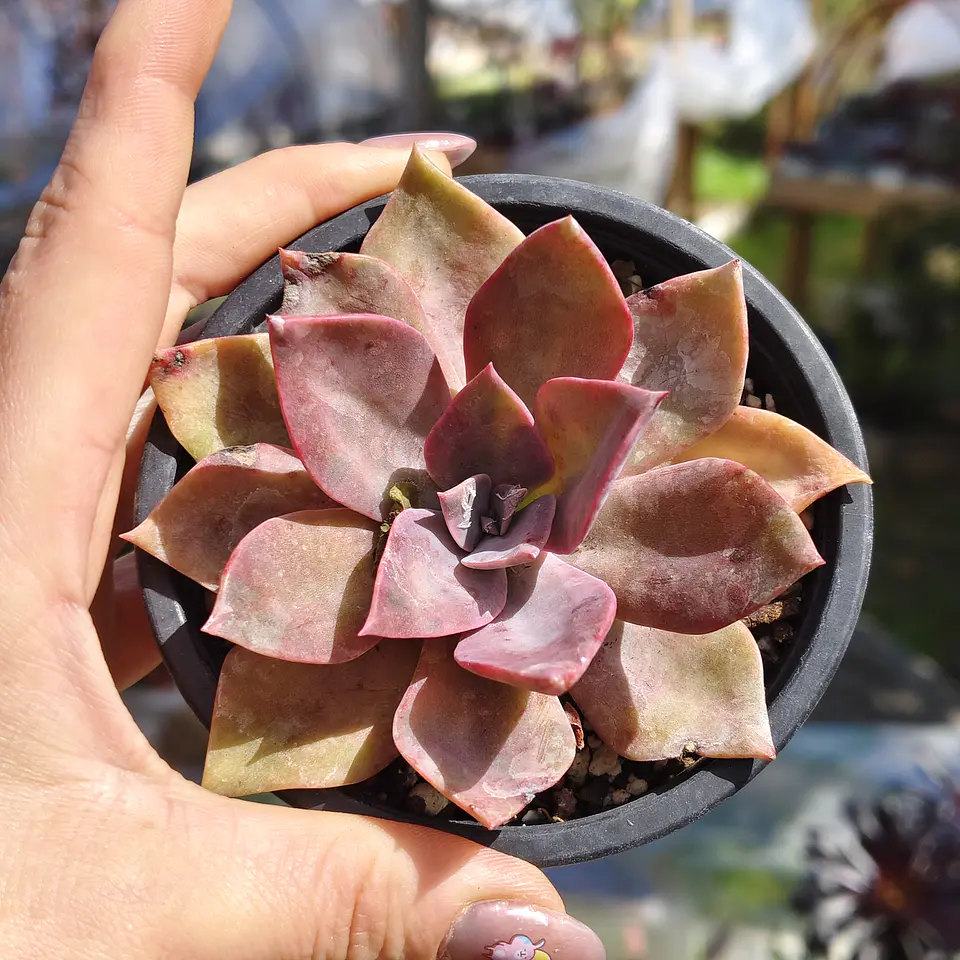 Graptoveria Duglas Huth 6