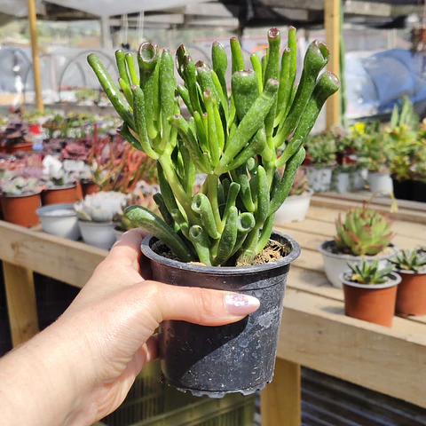 Crassula Ovata "Lady Finger"