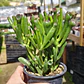 Crassula Ovata 