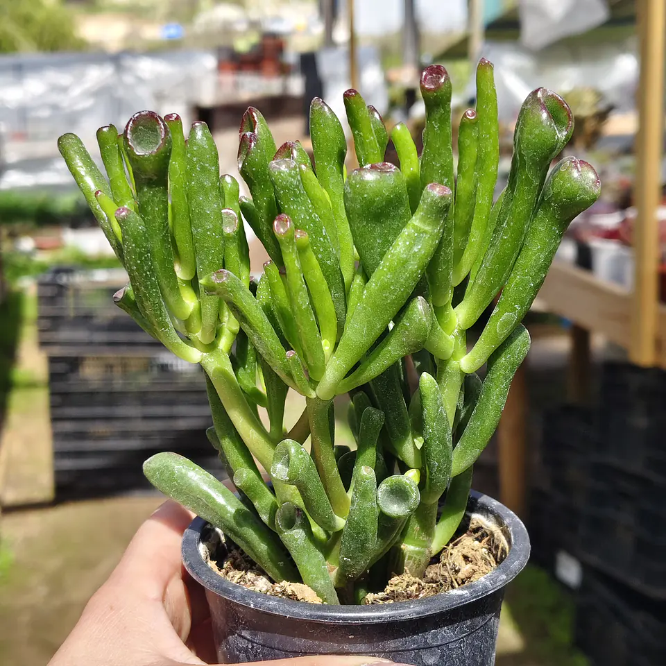 Crassula Ovata 