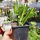 Crassula Ovata 