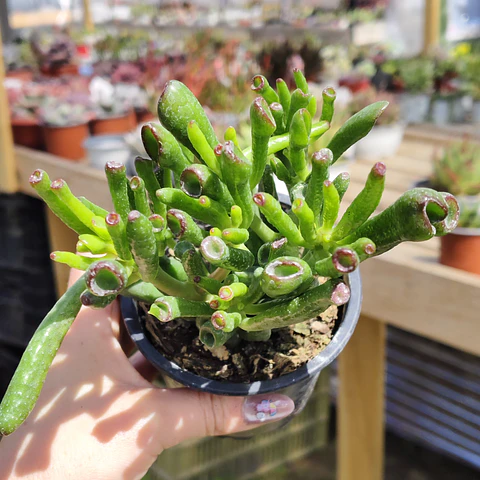 Crassula Ovata "Lady Finger"