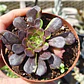 Aeonium Big bang  - Miniatura 1