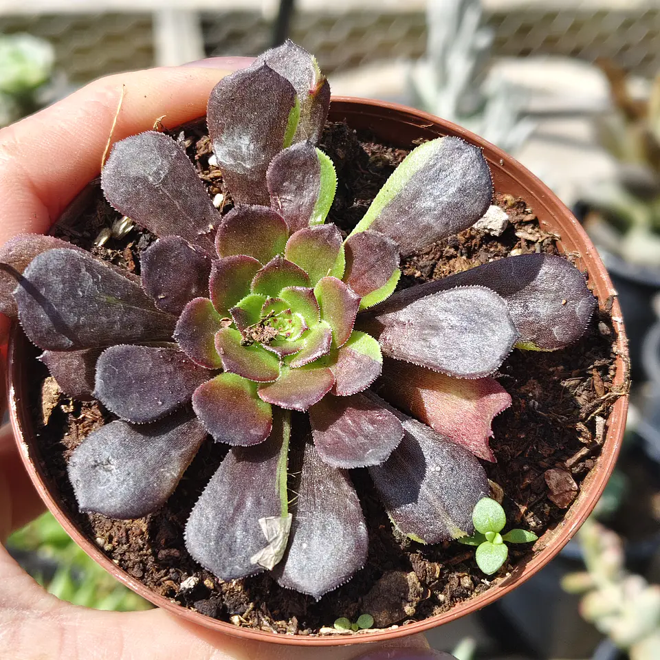 Aeonium Big bang  1