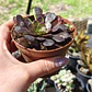 Aeonium Big bang  - Miniatura 2