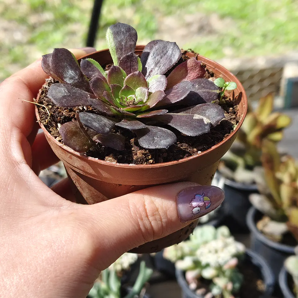 Aeonium Big bang  2