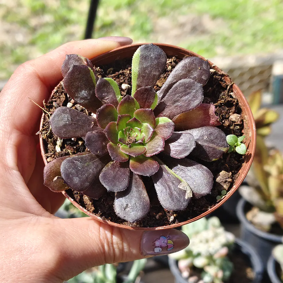Aeonium Big bang  3