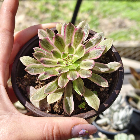 Aeonium Pink Daisy