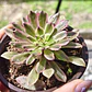 Aeonium Pink Daisy - Miniatura 3