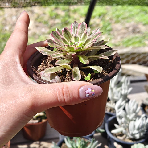 Aeonium Pink Daisy