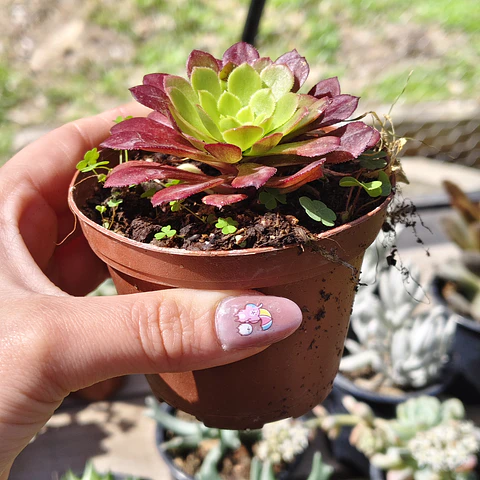 Aeonium Fiesta 