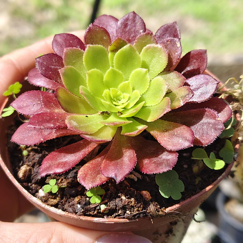 Aeonium Fiesta 