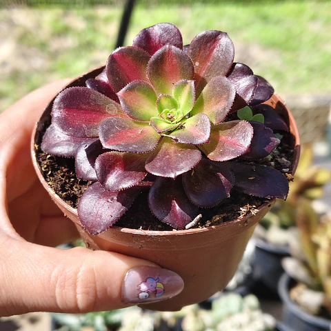 Aeonium Kilimanjaro