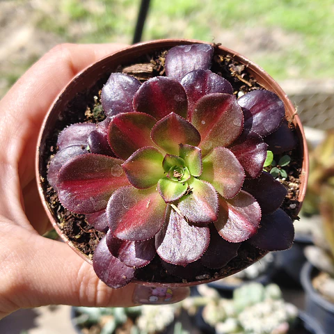 Aeonium Kilimanjaro